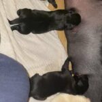 beautiful Labrador puppies for sale