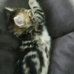 maincoon bengal