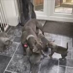 blue staff puppies available