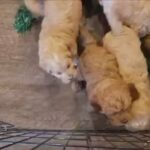 cockapoo puppies available