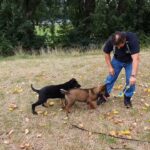 Pedigree German Shepherd Puppies
