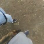 Very Intelligent German Sheperd puppy