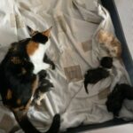 Maine coon cross calico kittens