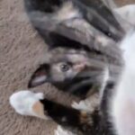 kitten