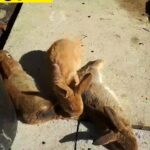 bunnys