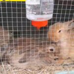 bunnys