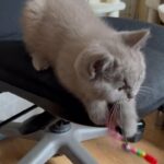 Ready to go British shorthair