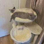 Beautiful British shorthair
