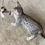 Snow White pure bengal female