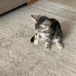 Snow White Marble pure bengal kitten