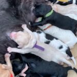 10 double doodle pups for sale