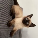 Siamese kitten