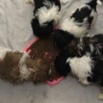 Shih Tzu puppies