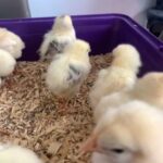 chicks