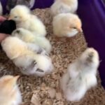 chicks