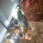 chicks with hen