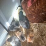 mom & 13 baby chicks
