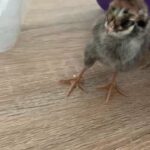 chicks