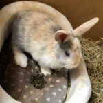 gorgeous baby bunny