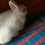 baby bunny
