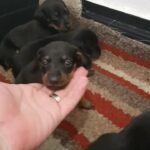 miniature Dachshund