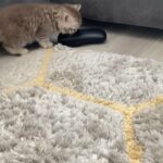 BSH chocolate tabby