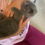 BSH Shorthair Kittens
