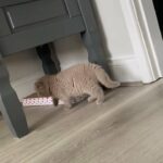 BSH Lilac Male and chocolate tabby female