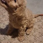 •One Minature Poodle available•