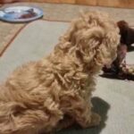 One Available Minature Poodle available