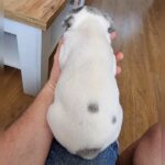 Merle French Bulldogs