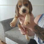 £1250 adorable beagle puppies tri coloured