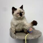 Selkirk Rex Girl Seal Point