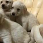6 finest example of Labrador puppies for sale