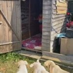 6 Labrador puppies for adoption