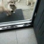 Labrador puppies