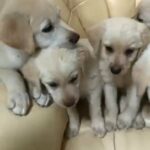Labrador puppies for sale!