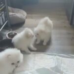 kc registered  girl pomeranian