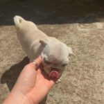 rare white pugs ready now. *Discounted*