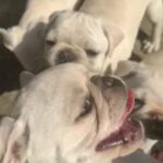 Rare white pugs ready now *discounted*