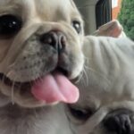 white puppy pug one boy left