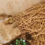 Quails