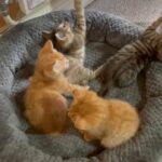 kittens