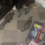 kittens for sale
