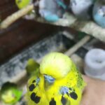 king show budgies