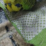 budgies