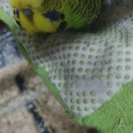 budgies and accessories
