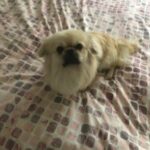 Pekingese