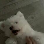 Bichon Malteze