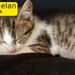 beautiful White Tabby kitten